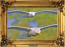 Framed-Herring-Gull.jpg