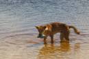 Fraser_island_093.jpg