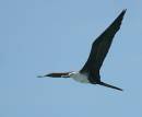 Frigate_bird_1251s.jpg