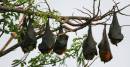 Fruit_bats_2890s.jpg