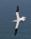 Ful-Flight.jpg