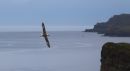 Fulmar_on_the_Coast_800.jpg