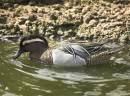 GARGANEY.jpg