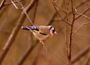 GOLDFINCH2.jpg