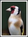 GOLDFINCH_A1.jpg