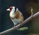 GOLDFINCH_cropped_.jpg