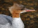 GOOSANDER1.jpg