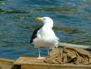 GREAT_BLACK-BACKED_GULL_1.jpg