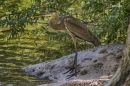 GREAT_BLUE_HERON_WM_RS_0004.jpg