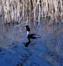 GREAT_CRESTED_GREBE.jpg