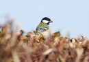 GREAT_TIT_1.jpg