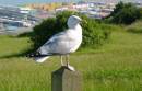 GULL1.jpg