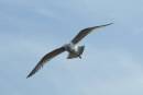 GULL_1.jpg