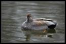 Gadwall1-4379.jpg