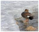 Gadwall13166.jpg