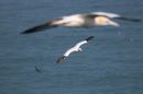 Gannet-bombed_.jpg