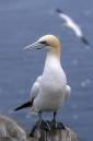 Gannet.jpg