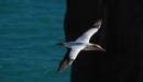 Gannet1.jpg