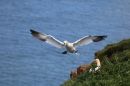 Gannet_Morus_22-5-2019.jpg
