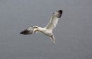 Gannet_Morus_Bassanus_10-8-2018.jpg