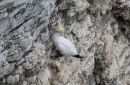 Gannet_Morus_Bassanus_2.jpg