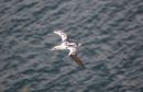 Gannet_Morus_Bassanus_4.jpg