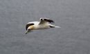 Gannet_Morus_Bassanus_5.jpg