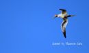 Gannet_overhead_by_Maureen_Kane.jpg