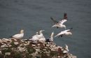 Gannets_Morus_4-8-2019.jpg