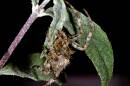 Garden_Spider3.jpg