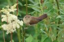 Garden_Warbler_Sylvia_Borin_16-7-2019.jpg