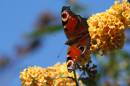 Garden_and_other_074.jpg