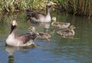 Geese_and_their_young.jpg