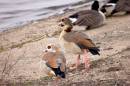 Geese_at_Abberton_3.jpg