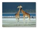 Giraffe-in-Kenya.jpg