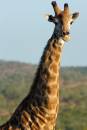 Giraffe.jpg