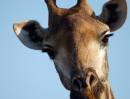 Giraffe_5.JPG