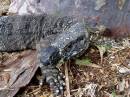Goanna.jpg