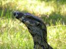 Goanna2.jpg
