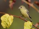 GoldFinch7.jpg