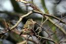 Goldcrest.jpg