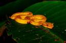 Golden_Eye-lashed_Viper_2005-04-26.JPG