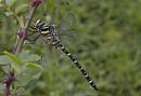 Golden_ringed_dragonfly.jpg