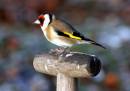 Goldfinch.jpg