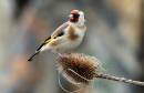 Goldfinch22.jpg