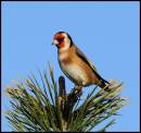 Goldfinch4.jpg