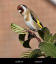 Goldfinch5.jpg