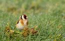 Goldfinch6.JPG