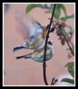 Goldfinch_1.jpg