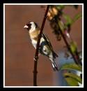 Goldfinch_2.jpg